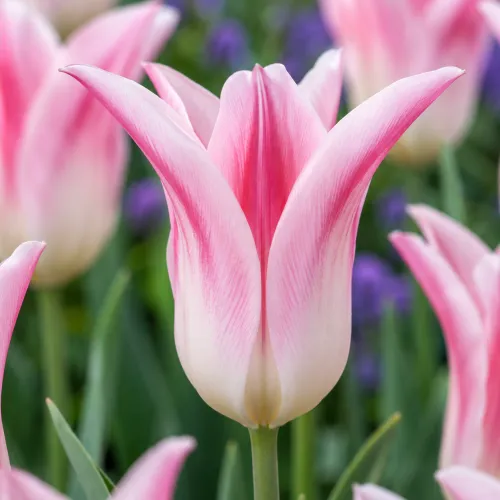 Tulipán Holland Chic – bielo-ružový ľaliokvetý