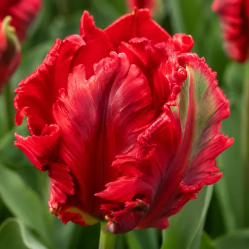 Tulipán Holland Happening – červený papagájovitý