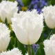 Tulipán Honeymoon – biely strapkatý tulipán