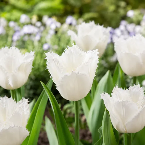Tulipán Honeymoon – biely strapkatý tulipán