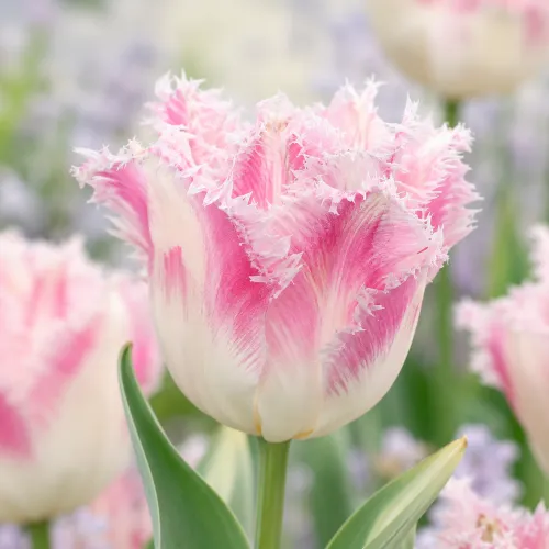 Tulipán Huis Ten Bosch – ružovo-biely strapkatý tulipán Tulipán Huis Ten Bosch – ružovo-biely strapkatý tulipán