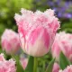 Tulipán Huis Ten Bosch – ružovo-biely strapkatý tulipán