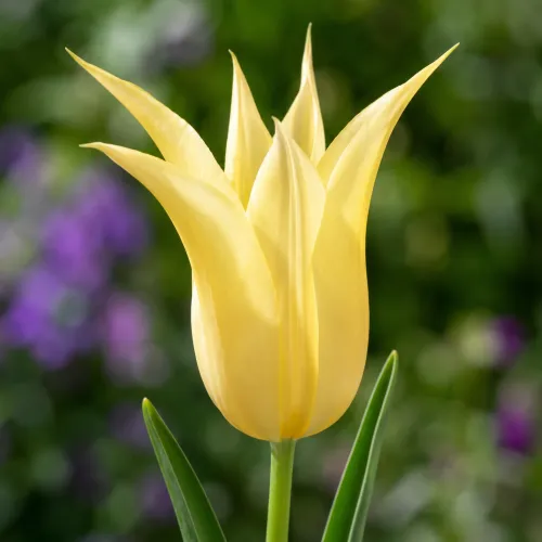 Tulipán Johan Cruijff – svetložltý ľaliokvetý