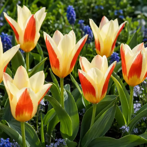 Tulipán Johann Strauss – krémovo-červený Kaufmanniana