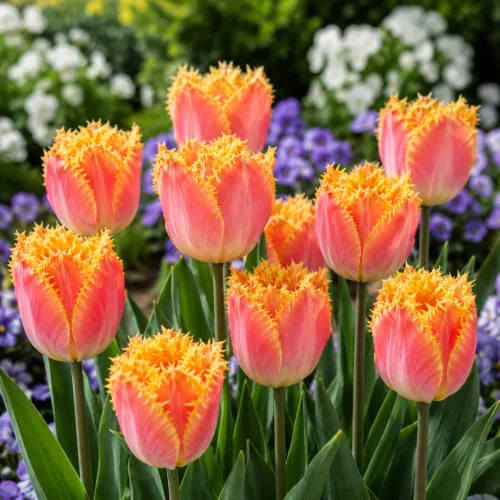 Tulipán Joint Devision – lososovo-oranžový strapkatý tulipán