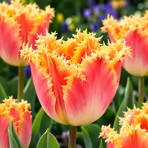 Tulipán Joint Devision – lososovo-oranžový strapkatý tulipán