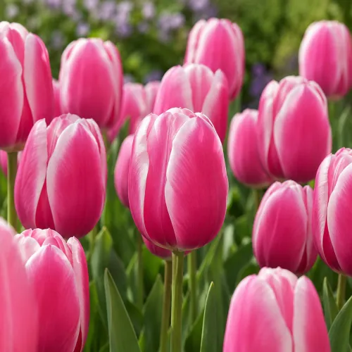 Tulipán Jumbo Beauty – ružový triumph Tulipán Jumbo Beauty – ružový triumph