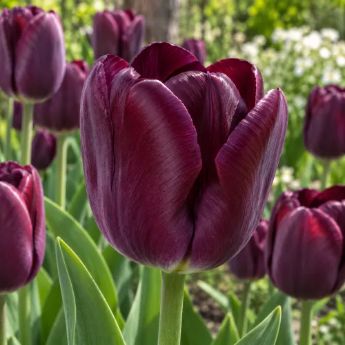 Tulipán Kansas Proud – tmavofialový triumph Tulipán Kansas Proud – tmavofialový triumph