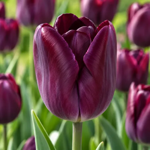 Tulipán Kansas Proud – tmavofialový triumph Tulipán Kansas Proud – tmavofialový triumph
