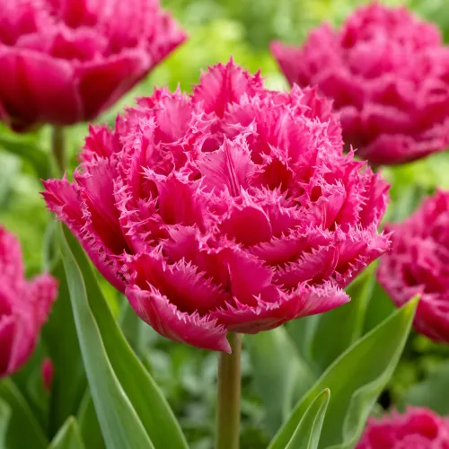Tulipán Kingston – plný strapkatý tulipán