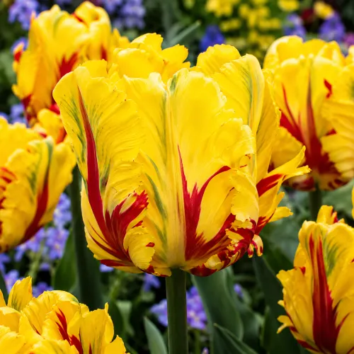 Tulipán La Courtine Parrot – žltý papagájovitý Tulipán La Courtine Parrot – žltý papagájovitý