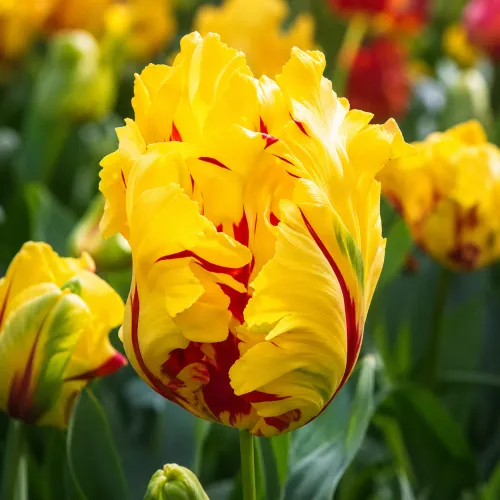Tulipán La Courtine Parrot – žltý papagájovitý