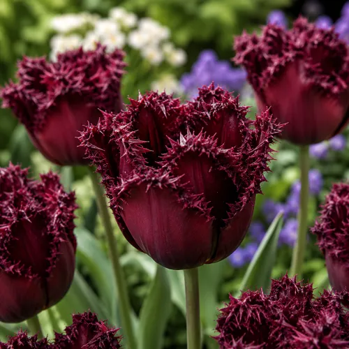 Tulipán Labrador – tmavý bordový strapkatý tulipán Tulipán Labrador – tmavý bordový strapkatý tulipán