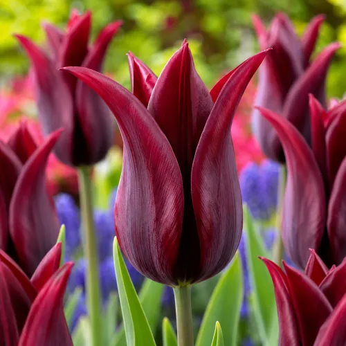Tulipán Lasting Love – bordový ľaliokvetý
