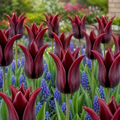 Tulipán Lasting Love – bordový ľaliokvetý Tulipán Lasting Love – bordový ľaliokvetý
