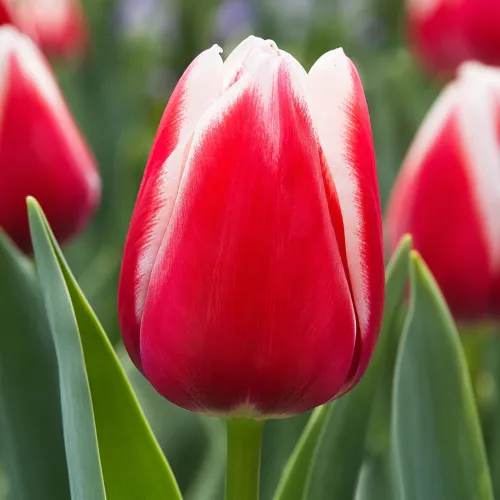 Tulipán Lech Walesa – červeno-biely triumph
