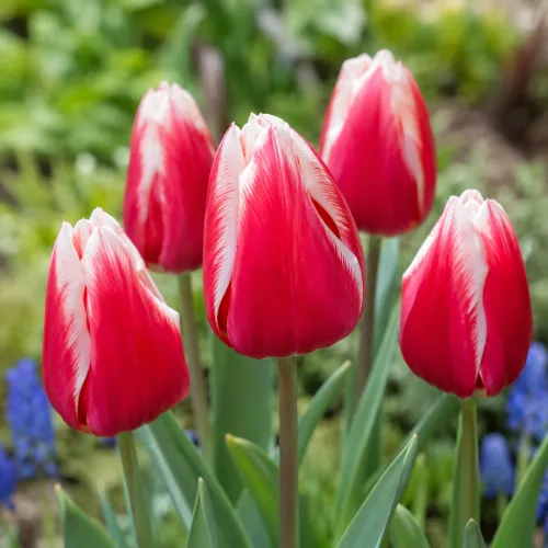 Tulipán Lech Walesa – červeno-biely triumph Tulipán Lech Walesa – červeno-biely triumph