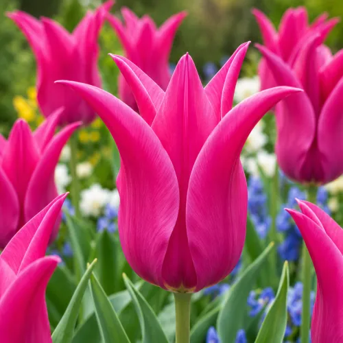 Tulipán Lilyrosa – ružový ľaliokvetý