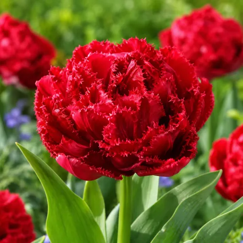 Tulipán Lion King – plný strapkatý tulipán