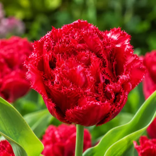 Tulipán Lion King – plný strapkatý tulipán