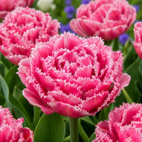 Tulipán Mascotte – plný strapkatý tulipán