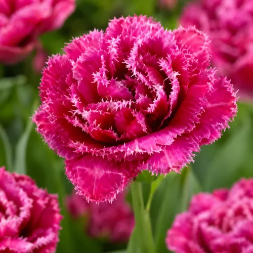 Tulipán Mascotte – plný strapkatý tulipán