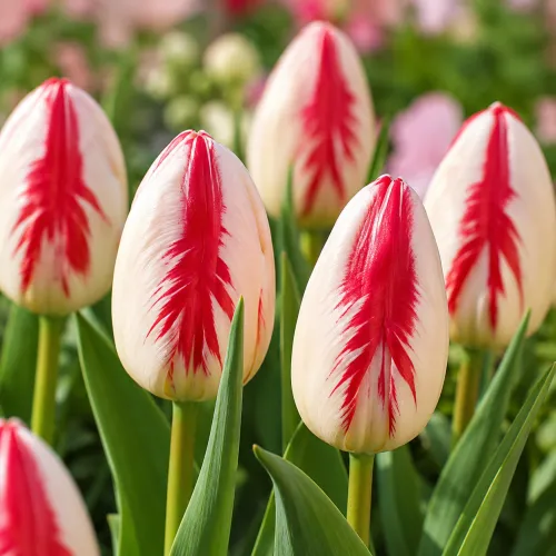 Tulipán Mata Hari – bielo-červený triumph