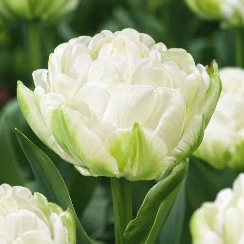Tulipán Maureen Double – biely plnokvetý tulipán