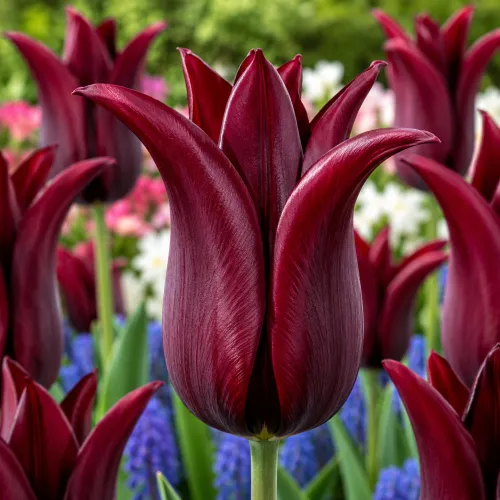 Tulipán Merlot – vínovo-bordový ľaliokvetý