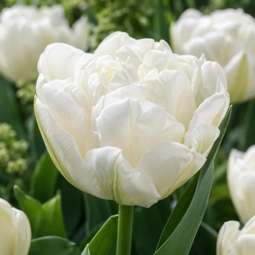 Tulipán Mondial – biely plnokvetý tulipán