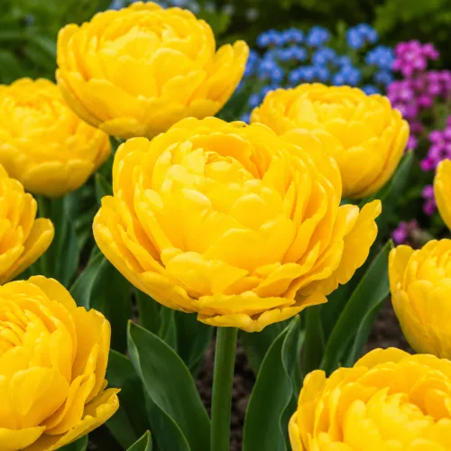 Tulipán Monte Peony – žltý plnokvetý tulipán