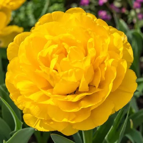 Tulipán Monte Peony – žltý plnokvetý tulipán