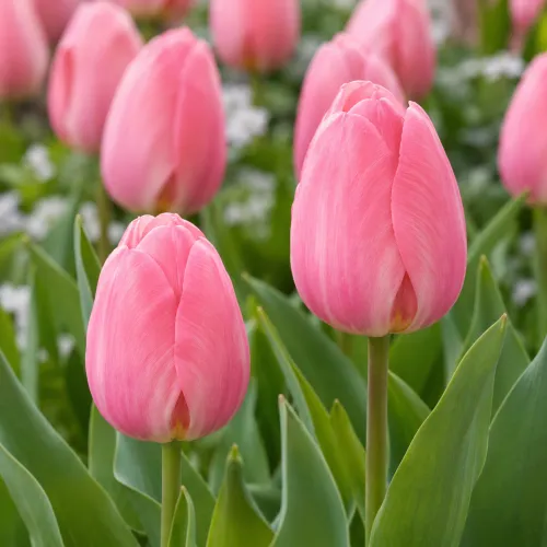 Tulipán Mystic van Eijk – ružový tulipán Tulipán Mystic van Eijk – ružový tulipán