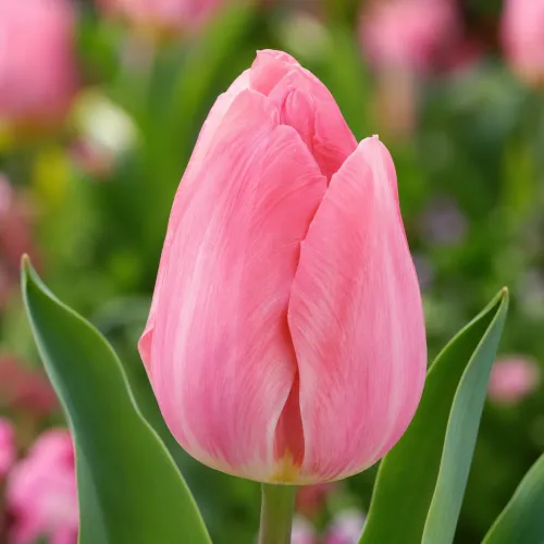Tulipán Mystic van Eijk – ružový tulipán