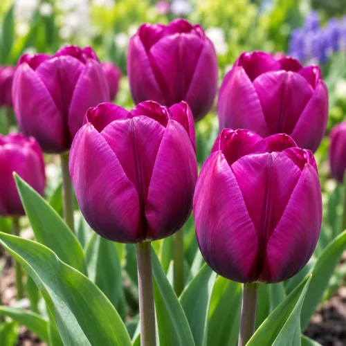 Tulipán Negrita – tmavofialový triumph