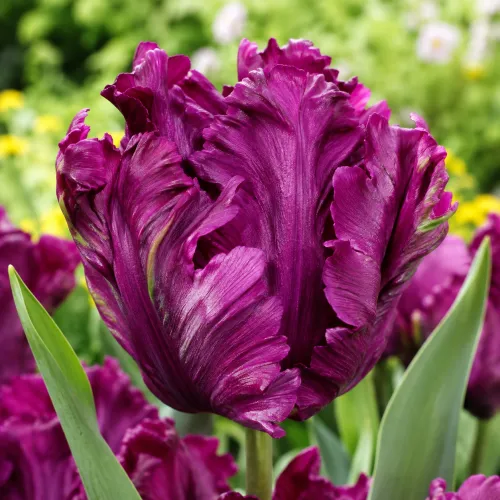 Tulipán Negrita Parrot – fialový papagájovitý