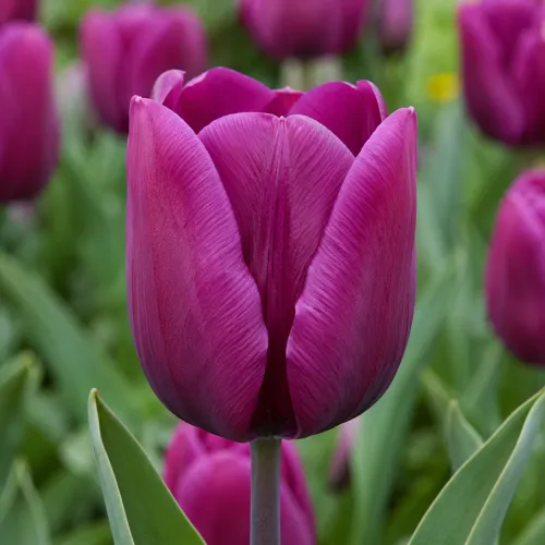 Tulipán Negrita – tmavofialový triumph