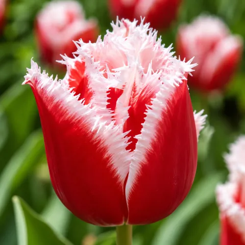 Tulipán New Santa – červeno-biely strapkatý tulipán