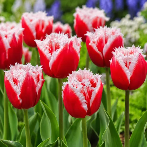 Tulipán New Santa – červeno-biely strapkatý tulipán