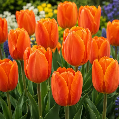 Tulipán Orange Brilliant – oranžový Fosteriana