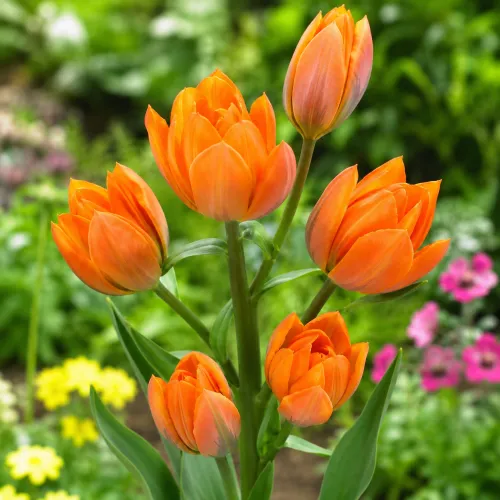 Tulipán Orange Toronto – oranžový viackvetý