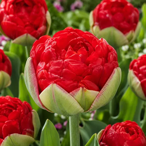 Tulipán Pamplona – červený plnokvetý tulipán