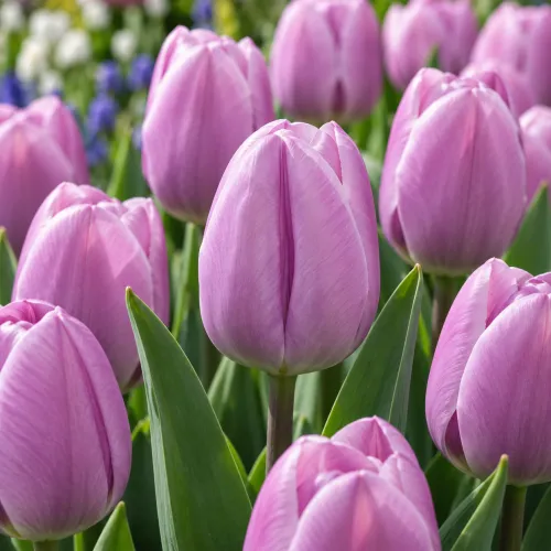 Tulipán Paradero – lila-ružový triumph