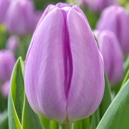 Tulipán Paradero – lila-ružový triumph