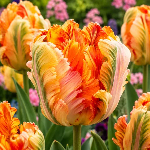Tulipán Parrot King – marhuľovo-oranžový