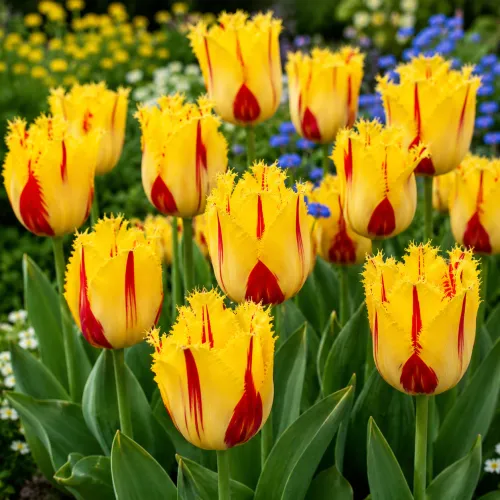 Tulipán Party Clown – žlto-červený strapkatý tulipán