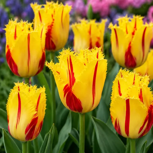 Tulipán Party Clown – žlto-červený strapkatý tulipán
