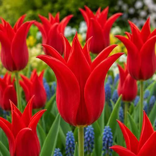 Tulipán Peter de Leur – červený ľaliokvetý Tulipán Peter de Leur – červený ľaliokvetý