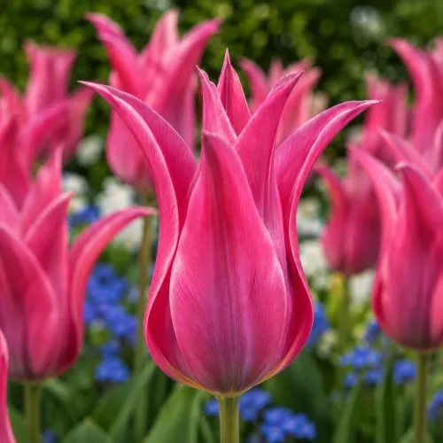 Tulipán Pretty Love – ružový ľaliokvetý Tulipán Pretty Love – ružový ľaliokvetý