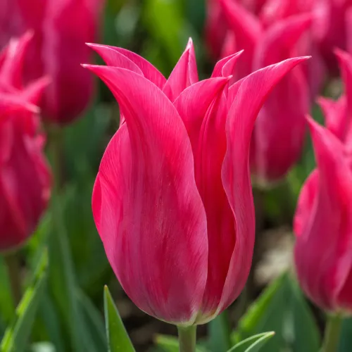 Tulipán Pretty Love – ružový ľaliokvetý Tulipán Pretty Love – ružový ľaliokvetý